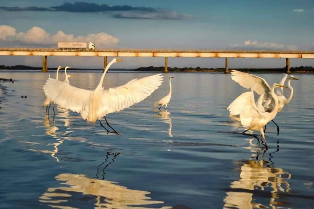 Garças no Rio Grande - Planura MG - Ecoturismo